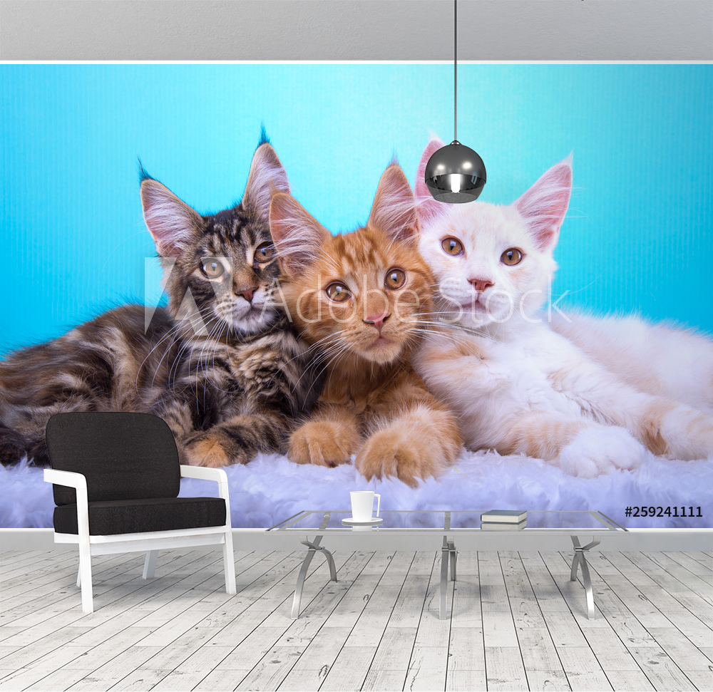 Beautiful stylish purebred maine coon cat Animal portrait Purebred cat is  lying Blue background Colorful decorations valmistajalta Valokuvatapetit |  Kotitapetti