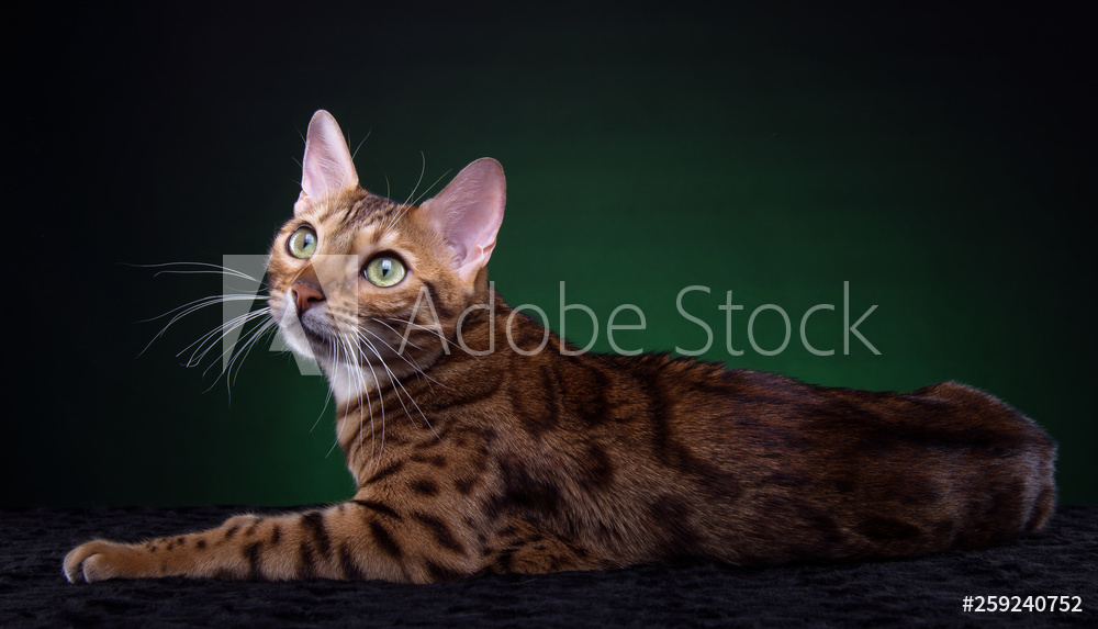 Beautiful stylish Bengal cat Animal portrait Bengal cat is lying Blue  background Collection of funny animals valmistajalta Valokuvatapetit |  Kotitapetti