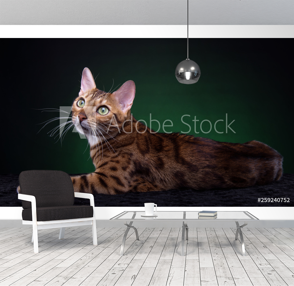 Beautiful stylish Bengal cat Animal portrait Bengal cat is lying Blue  background Collection of funny animals valmistajalta Valokuvatapetit |  Kotitapetti