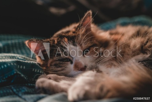 Picture of Gato