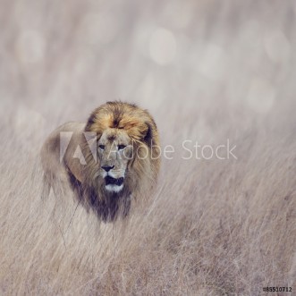 Picture of Lion