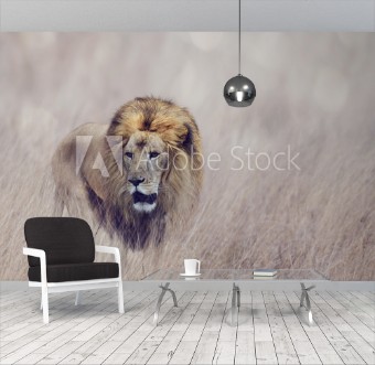 Picture of Lion