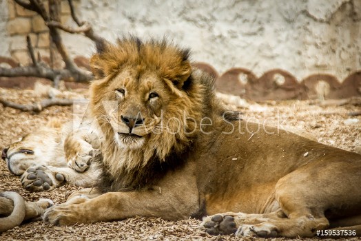 Bild på lion