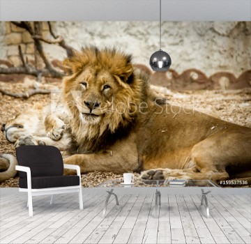 Picture of lion