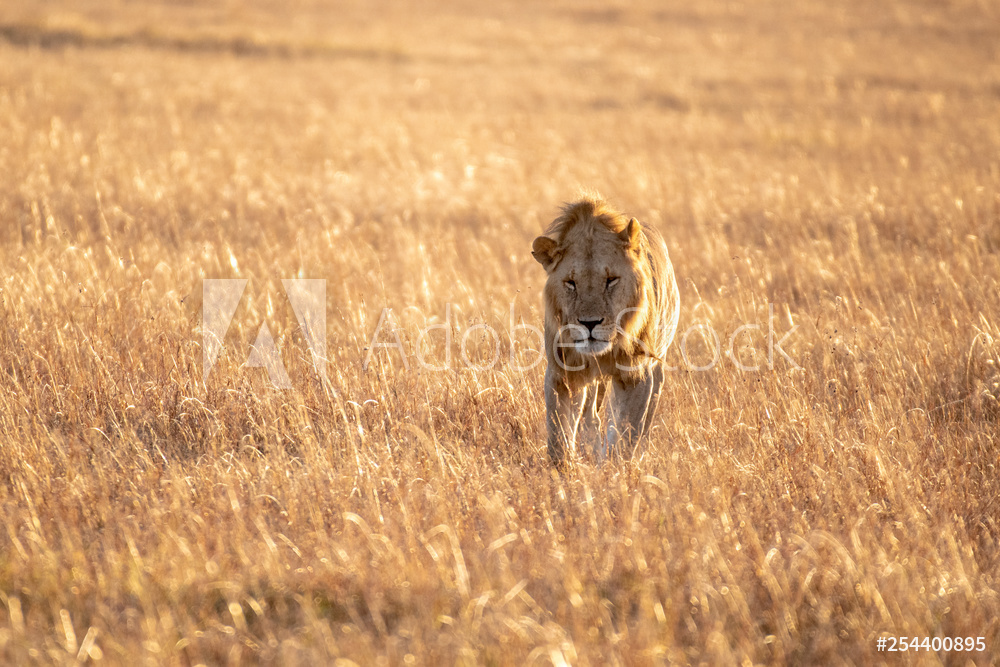 Close up shot of male lion walking in savanna at sunrise Maasai Mara  national reserve from Wallmural | Familywallpapers