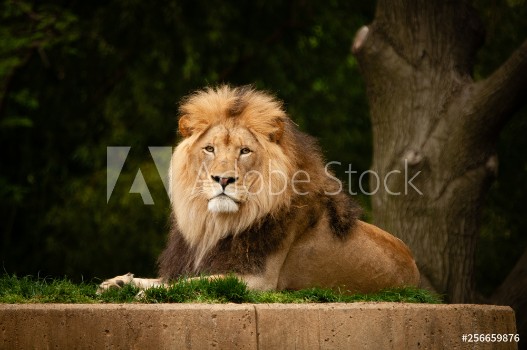 Bild på Lion