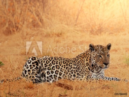 Picture of Leopard
