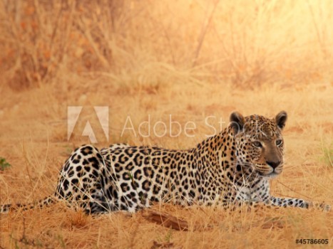 Picture of Leopard