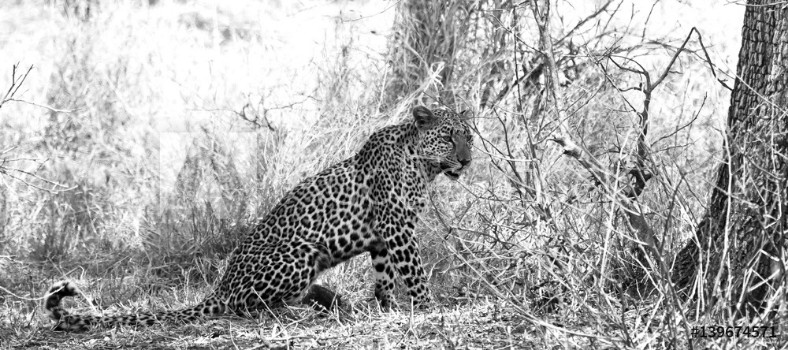 Picture of Leopard