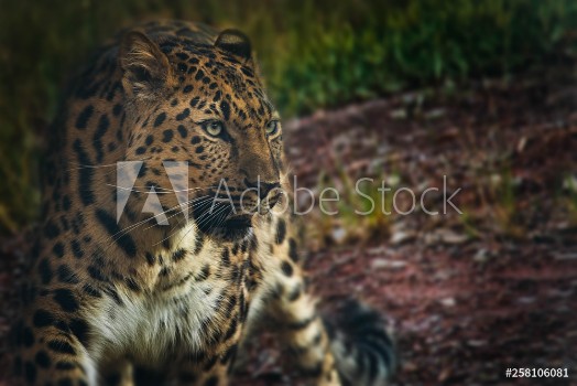 Picture of Leopard