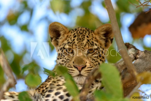 Picture of Leopard