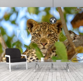 Picture of Leopard