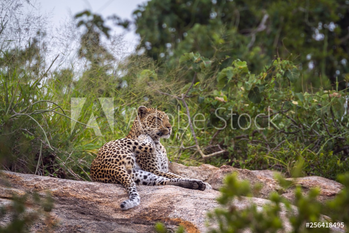 Leopard lying down on rock in Kruger National park South Africa Specie  Panthera pardus family of Felidae valmistajalta Valokuvatapetit |  Kotitapetti