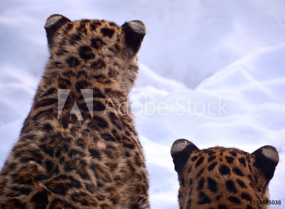 Amur leopard is a leopard subspecies native to the Primorye region of  southeastern Russia and the Jilin Province of northeast China valmistajalta  Valokuvatapetit | Kotitapetti