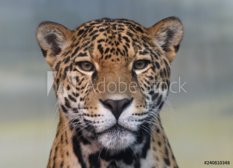 Picture of Jaguar
