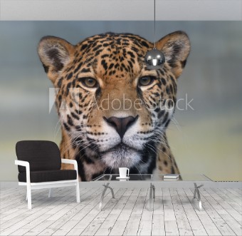 Picture of Jaguar