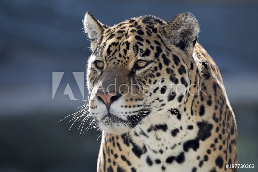 Picture of Jaguar