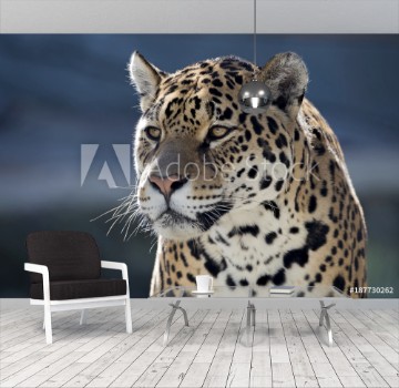 Picture of Jaguar