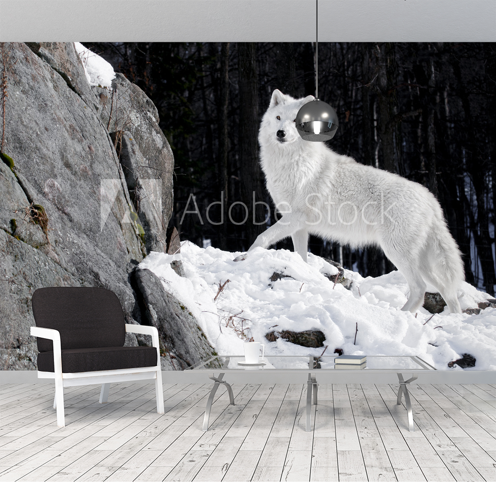 Arctic Wolf Portrait valmistajalta Valokuvatapetit | Kotitapetti