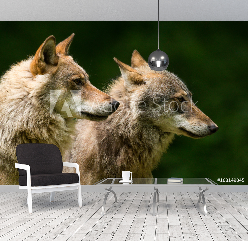 Grey Wolf Canis lupus valmistajalta Valokuvatapetit | Kotitapetti
