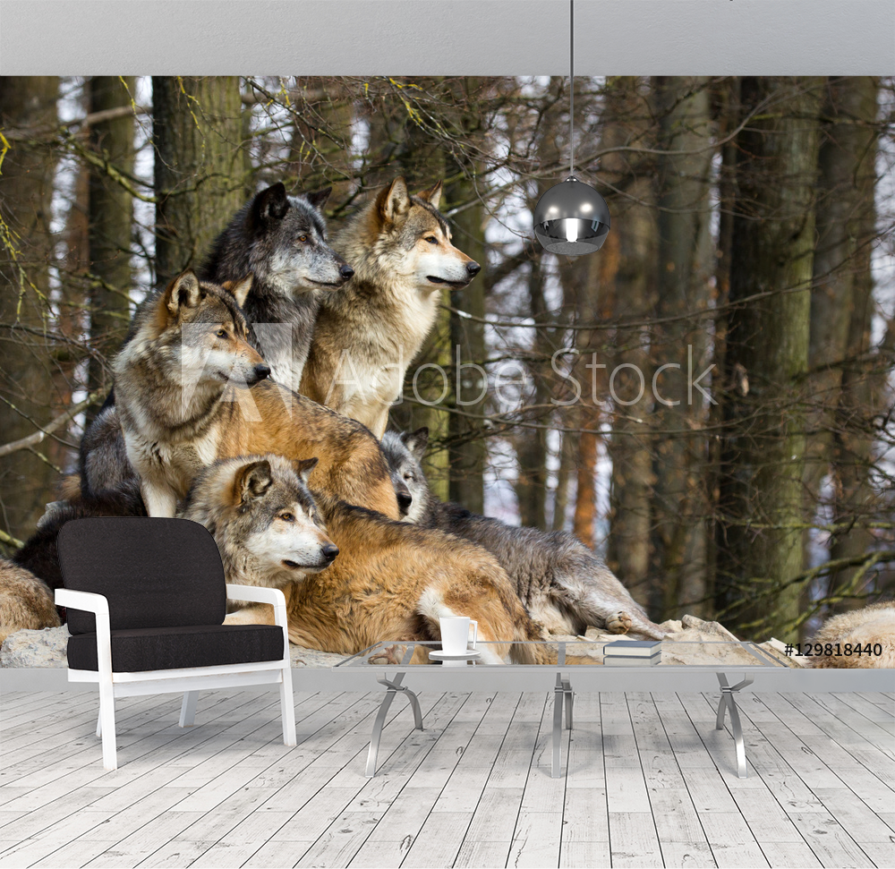Wolf pack valmistajalta Valokuvatapetit | Kotitapetti