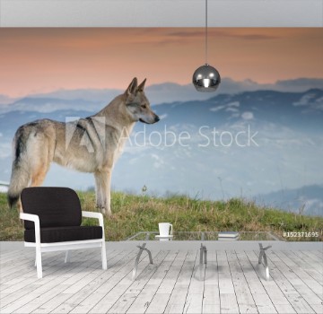 Picture of Wolf