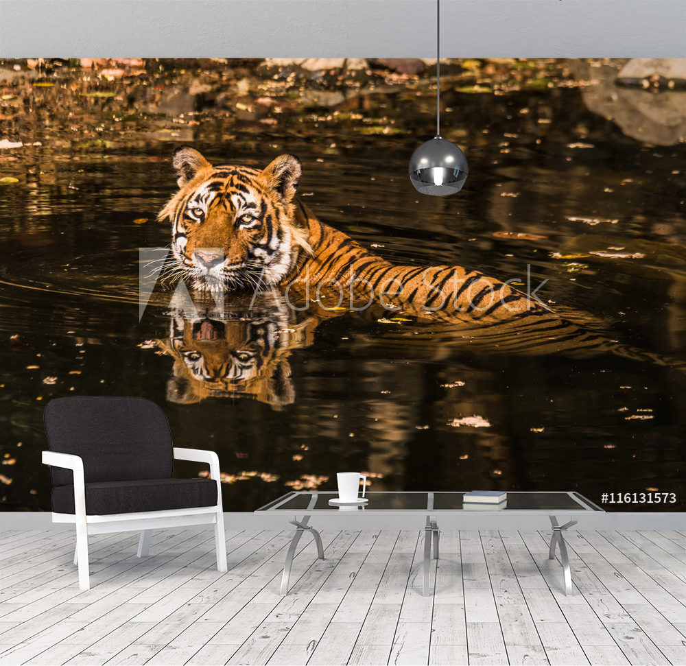 Royal Bengal Tiger T-24 Ustaad from Wallmural | Familywallpapers