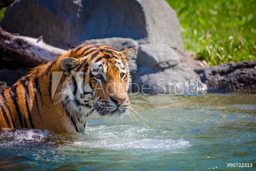 Picture of Tiger