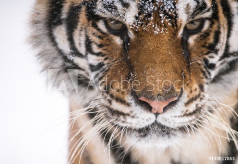 Picture of Tiger