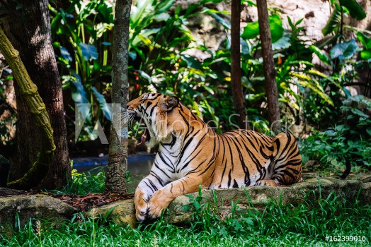 Picture of Tiger