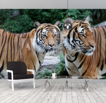 Picture of Tiger