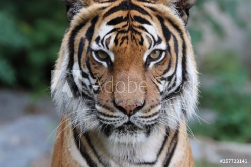Picture of Tiger