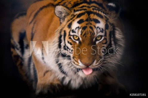 Picture of Tiger