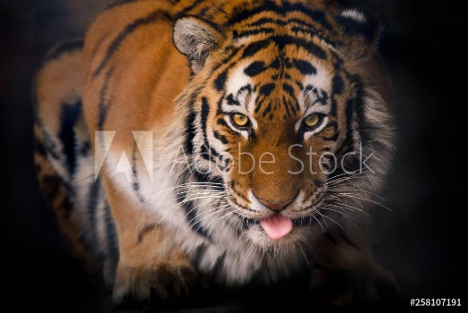 Picture of tiger