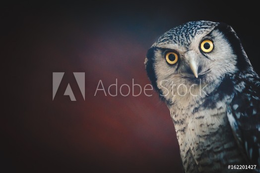 Picture of owl