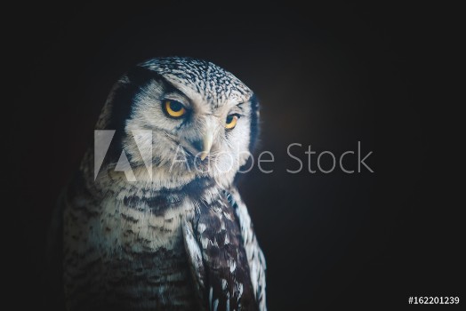 Picture of owl