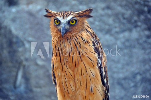 Picture of Owl