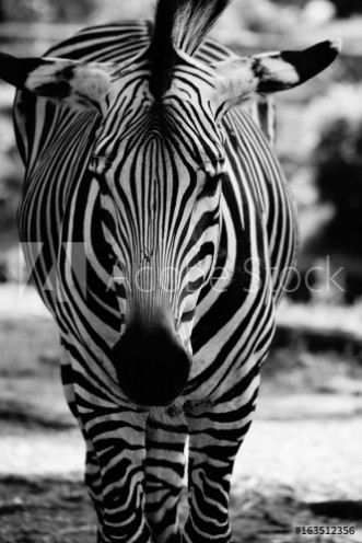 Picture of 163512356