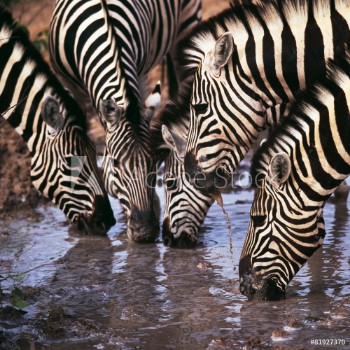 Bild på zebra