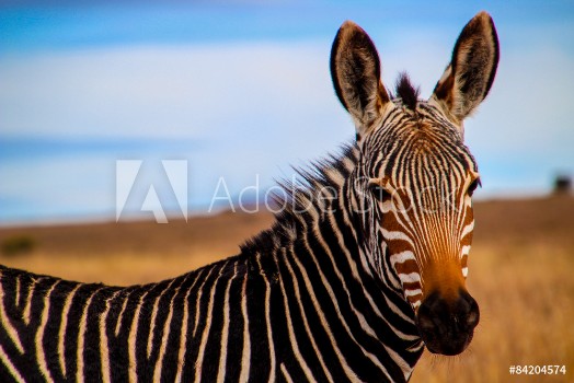 Picture of Zebra