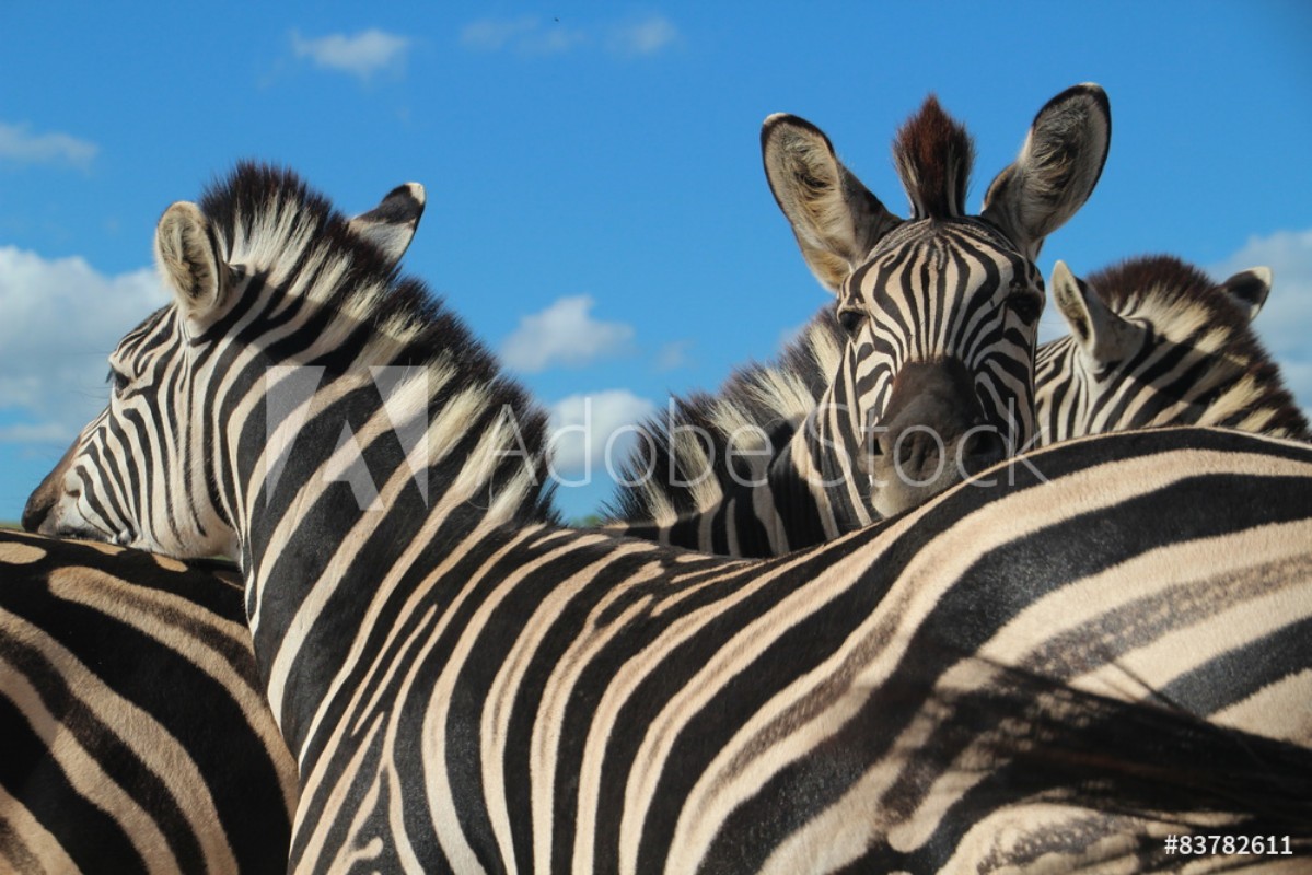 Afbeeldingen van Zebras