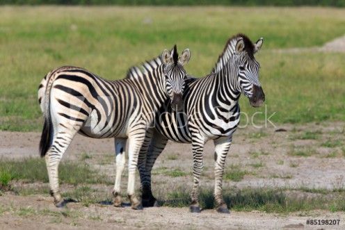 Picture of Zebras