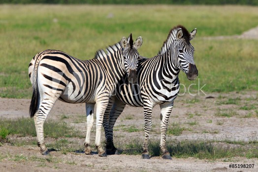 Bild på Zebras