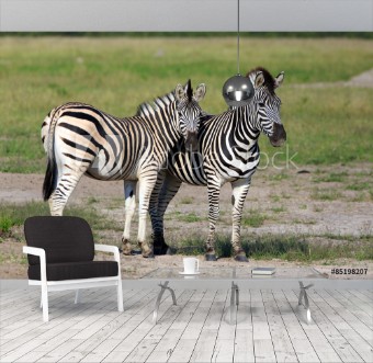 Picture of Zebras