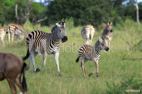 Picture of Zebras