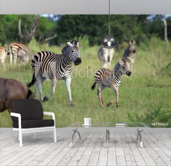 Picture of Zebras