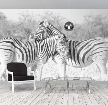 Image de Zebras