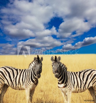Picture of Zebra