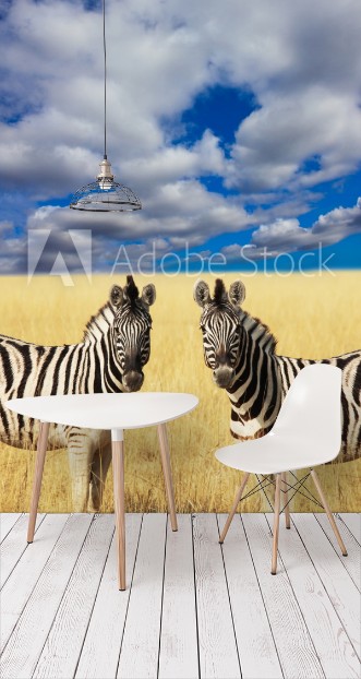 Picture of Zebra