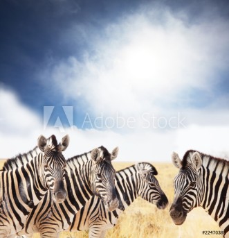Picture of Zebra